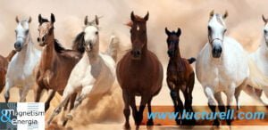 Reiki sur les chevaux